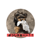 ヨーキーのモコちゃん（個別スタンプ：22）