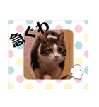 武居familiar12（個別スタンプ：1）