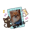 武居familiar12（個別スタンプ：12）