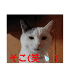 武居familiar12（個別スタンプ：24）
