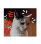 武居familiar12（個別スタンプ：25）