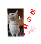 武居familiar12（個別スタンプ：27）