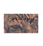 ふんコロチャ（個別スタンプ：3）