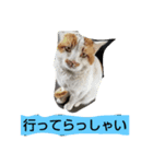 ふんコロチャ（個別スタンプ：8）