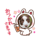 ボーダーコリー ノア＆ルーク＆オーシャン（個別スタンプ：5）