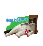 キキです。キキと申します。（個別スタンプ：6）
