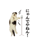 キキです。キキと申します。（個別スタンプ：13）