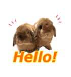 ふわふわ実写うさぎさん（個別スタンプ：2）