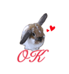 ふわふわ実写うさぎさん（個別スタンプ：3）