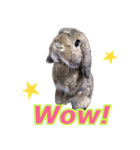 ふわふわ実写うさぎさん（個別スタンプ：4）