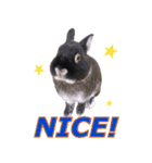 ふわふわ実写うさぎさん（個別スタンプ：6）