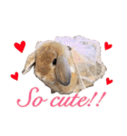 ふわふわ実写うさぎさん（個別スタンプ：8）