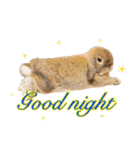 ふわふわ実写うさぎさん（個別スタンプ：15）