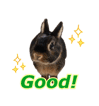 ふわふわ実写うさぎさん（個別スタンプ：18）