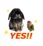 ふわふわ実写うさぎさん（個別スタンプ：23）