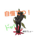 かんちゃんアンドぱっつん（個別スタンプ：12）