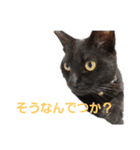 かんちゃんアンドぱっつん（個別スタンプ：17）