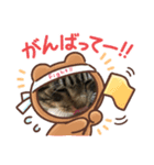 我が家の半目のとらおくん（個別スタンプ：8）
