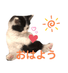 子猫のミオ（個別スタンプ：1）
