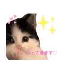 子猫のミオ（個別スタンプ：3）