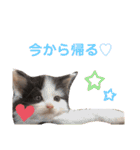 子猫のミオ（個別スタンプ：4）