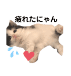 子猫のミオ（個別スタンプ：6）