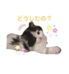 子猫のミオ（個別スタンプ：7）