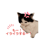 子猫のミオ（個別スタンプ：8）