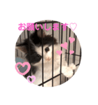 子猫のミオ（個別スタンプ：9）