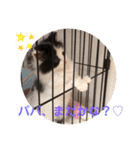 子猫のミオ（個別スタンプ：10）