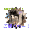 子猫のミオ（個別スタンプ：11）