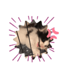 子猫のミオ（個別スタンプ：12）
