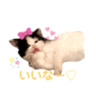子猫のミオ（個別スタンプ：13）