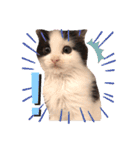 子猫のミオ（個別スタンプ：14）