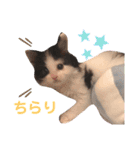 子猫のミオ（個別スタンプ：15）