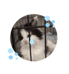 子猫のミオ（個別スタンプ：16）