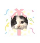 子猫のミオ（個別スタンプ：24）