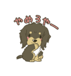 M.ダックスましゅーの日常◆黒タン（個別スタンプ：2）