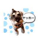 ミニチュアシュナウザーのカールスタンプ（個別スタンプ：4）