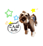 ミニチュアシュナウザーのカールスタンプ（個別スタンプ：16）