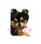 かわいい❤️わんちゃんたちのスタンプ（個別スタンプ：1）