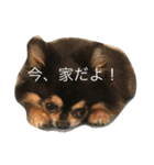 かわいい❤️わんちゃんたちのスタンプ（個別スタンプ：3）