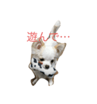 かわいい❤️わんちゃんたちのスタンプ（個別スタンプ：5）