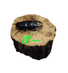 カブトムシクワガタスタンプ（個別スタンプ：5）