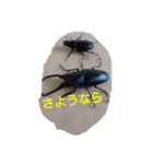 カブトムシクワガタスタンプ（個別スタンプ：13）