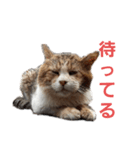野良猫みー（個別スタンプ：2）