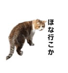 野良猫みー（個別スタンプ：4）