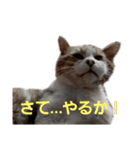野良猫みー（個別スタンプ：5）