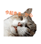 野良猫みー（個別スタンプ：6）