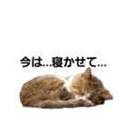 野良猫みー（個別スタンプ：7）